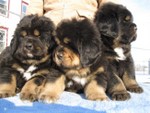 tibetan mastiff puppies 650x488